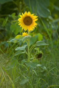 Close-up of yellow flower growing in field