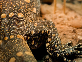 Close-up of lizard