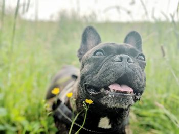 French bulldog posing in a flower meadow, so cute