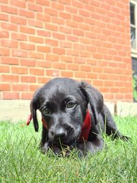 Portrait of puppy