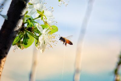 Close-up of bee pollinating on flower