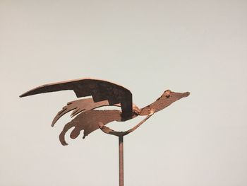 Close-up of a bird against white background