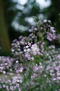 Close-up of flowers