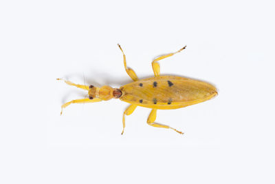 Close-up of insect on white background