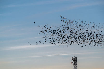 Birds flying in the sky