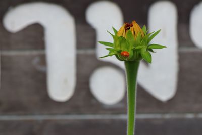 flower