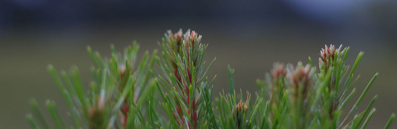 Close-up of grass growing on field