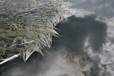 High angle view of dry plant