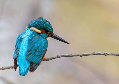 Close-up of bird perching on branch