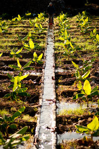 Plants growing on footpath