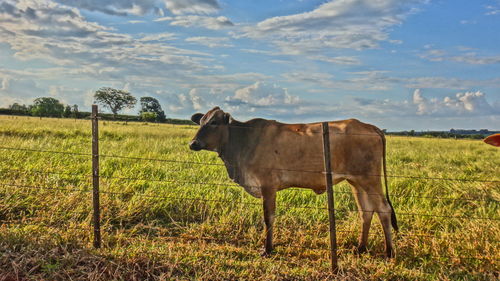 Cow standing on grassy field against sky