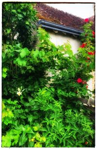 Flowering plants and house against building