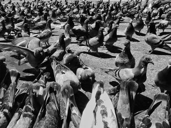 View of birds in park