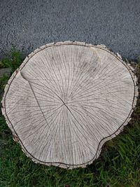 High angle view of tree stump in forest