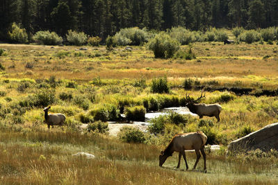 Horses grazing in a field
