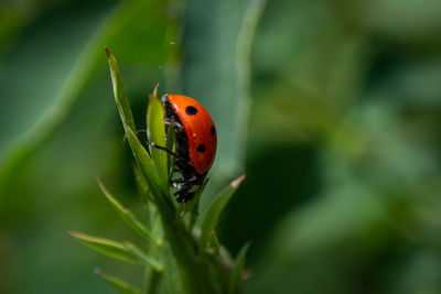 Close-up of ladybug on leaf