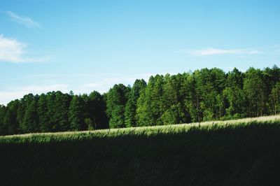 Trees on field against sky