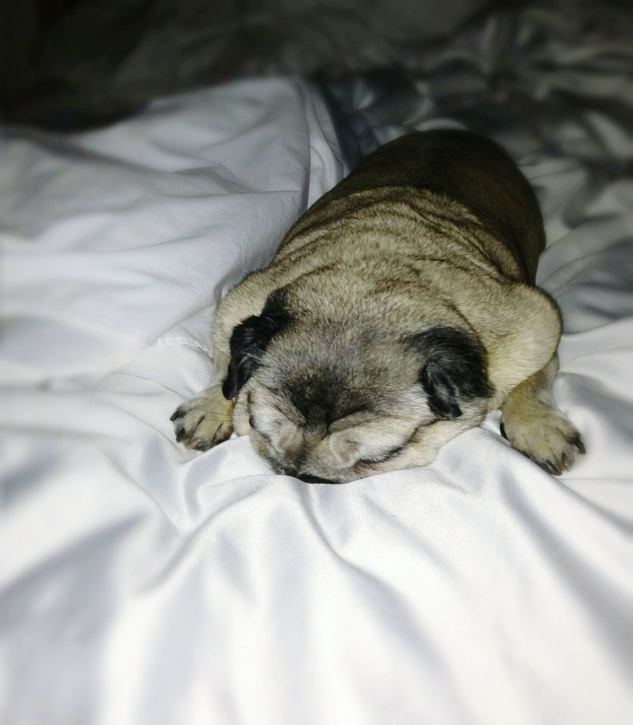 Pug sleeping