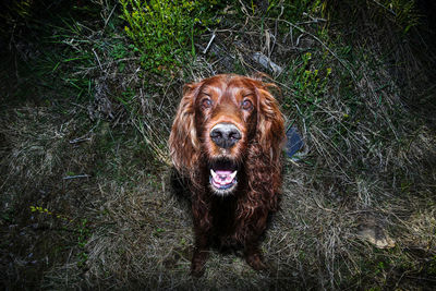 High angle view of dog on field