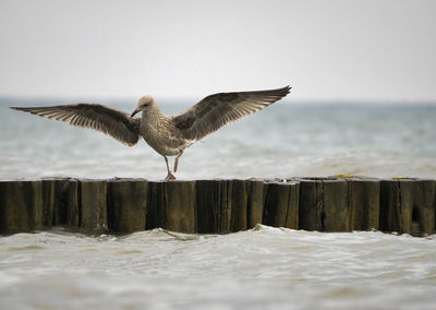 Seagull flying over wooden post in sea against sky