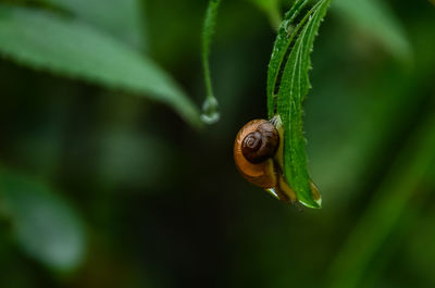 Close-up of snail on leaf