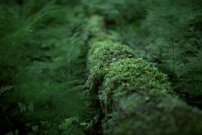 Close-up of moss covered tree