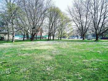 Bare trees on field