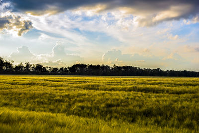 Scenic view of agricultural field against sky