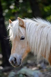 Close-up of a horse