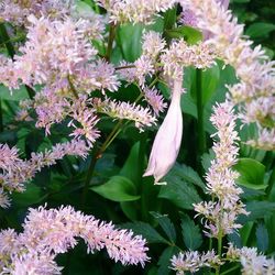 Close-up of flowers