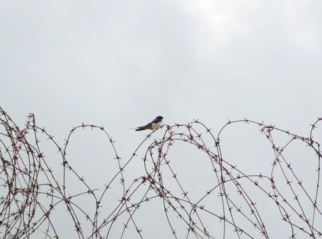 bird, animals in the wild, animal themes, one animal, animal wildlife, perching, low angle view, day, outdoors, nature, no people, sky, sparrow