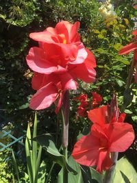 Close-up of pink rose flower