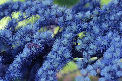 Full frame shot of plants