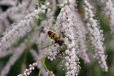 Close-up of insect on flower