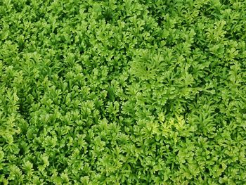 Full frame shot of fresh green leaves