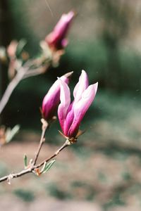 Close-up of magnolia flower in a botanical garden