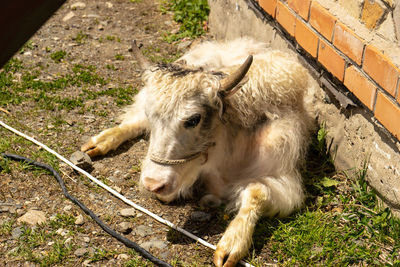 High angle view of horse on field