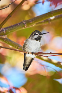 Close-up of bird perching on branch