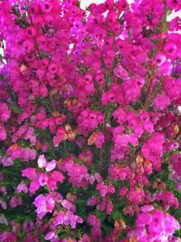 Full frame shot of pink flowers