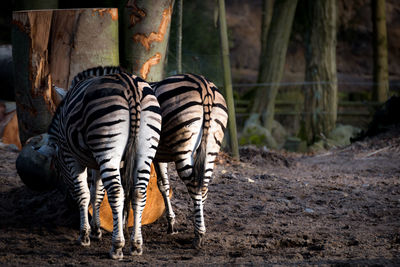 Rear view of zebras on field