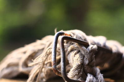 Close-up of ant on mop