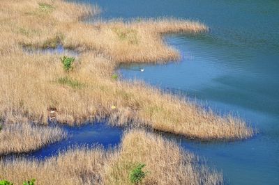 Aerial view of lake