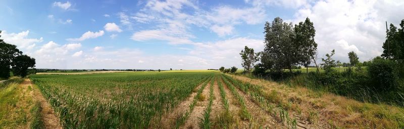 Scenic view of field against sky