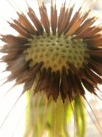 Close-up of caterpillar