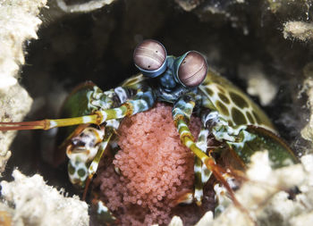 High angle view of crab in sea