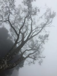 Low angle view of tree against sky