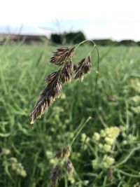 Close-up of wheat growing on field