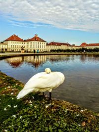 Seagull on a lake