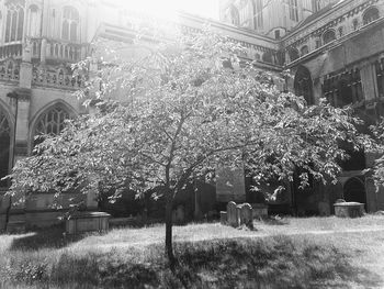 Panoramic view of cherry blossom on street in city