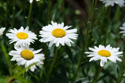 Close-up of daisy flowers